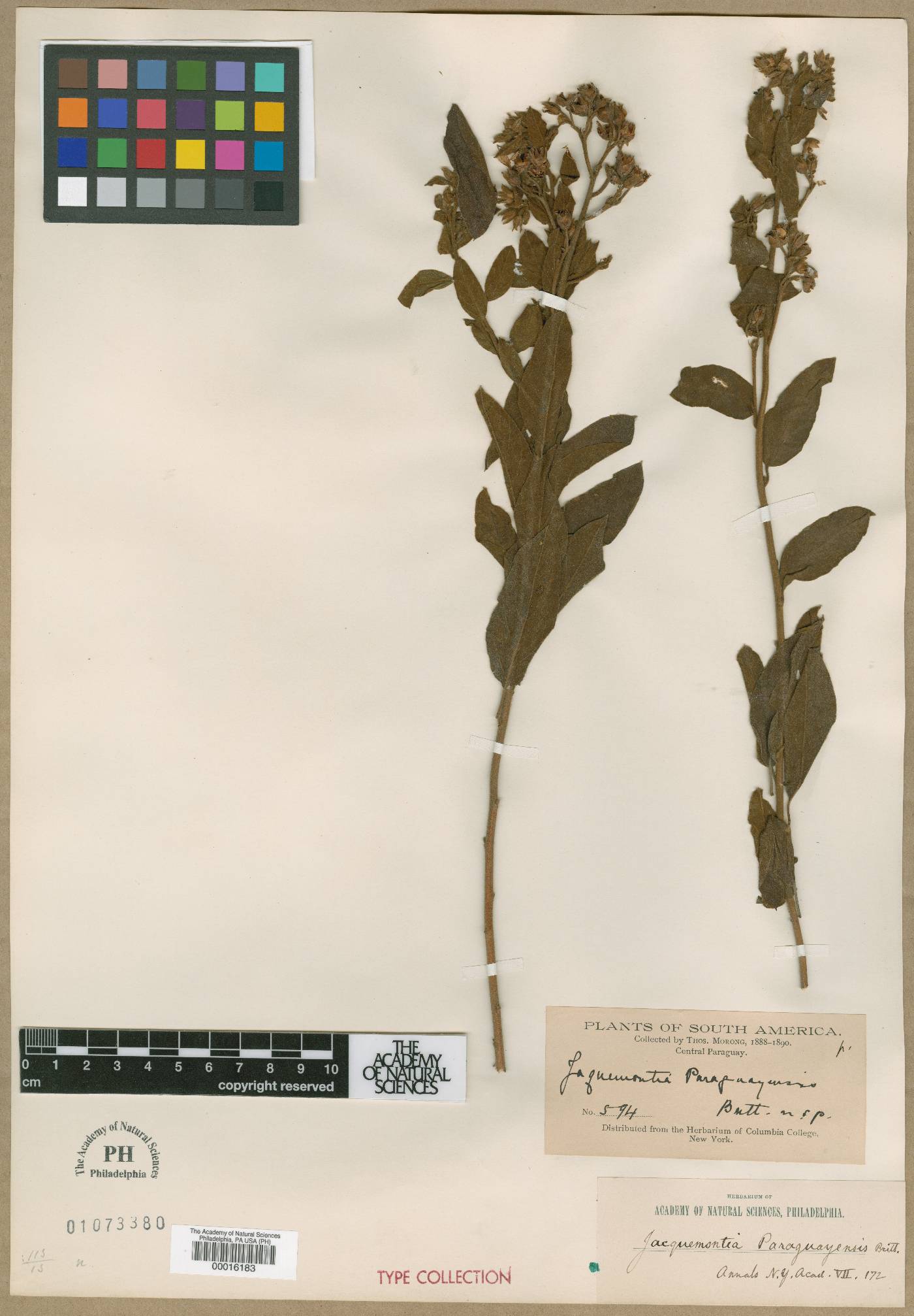 Jacquemontia paraguayensis image
