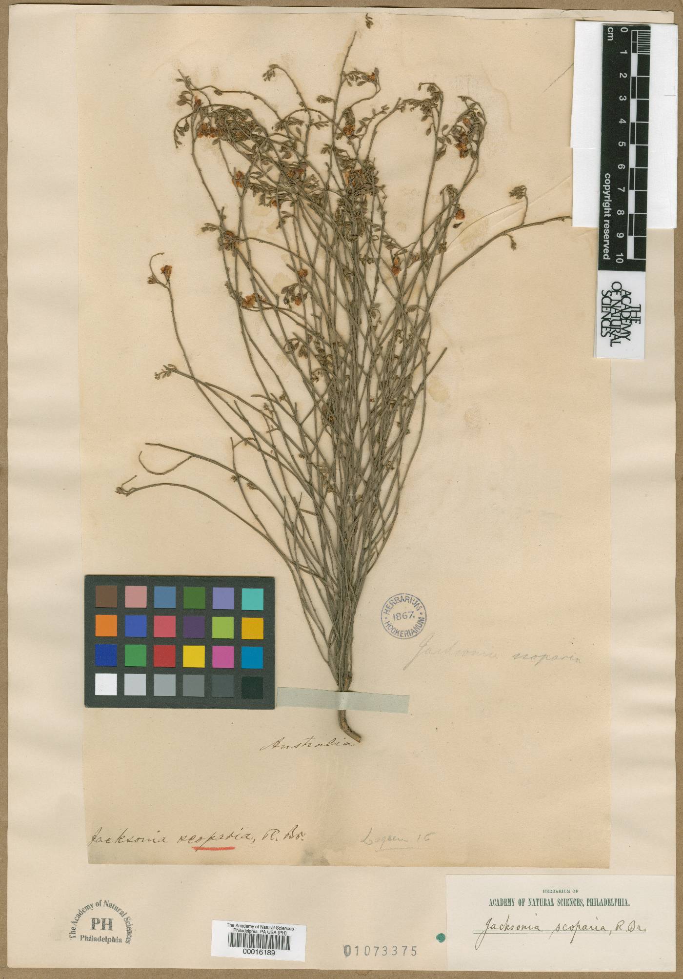 Jacksonia scoparia image