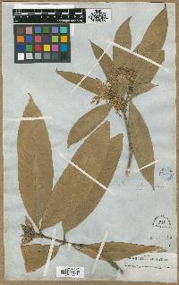 Ixora acuminata image