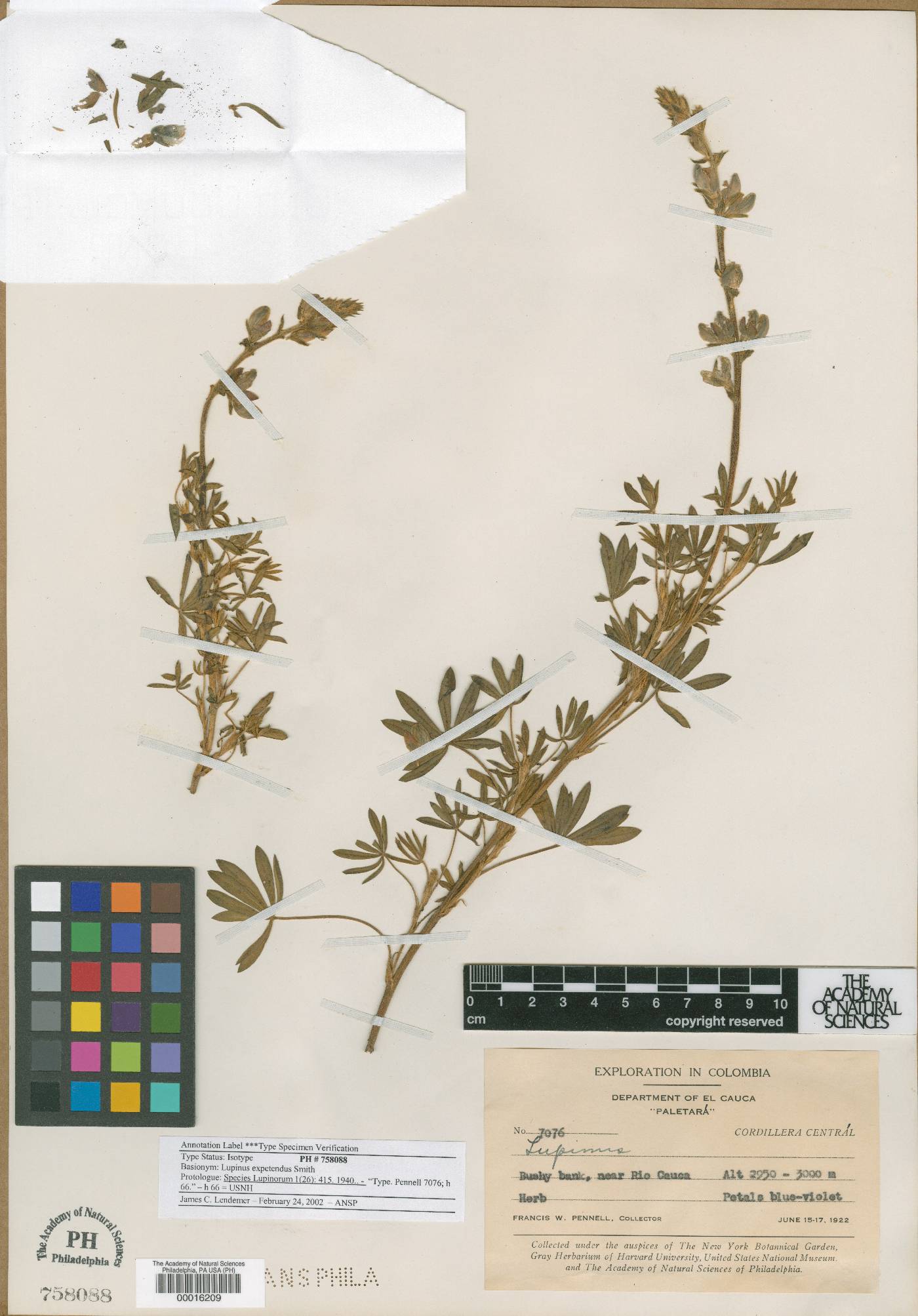 Lupinus expetendus image