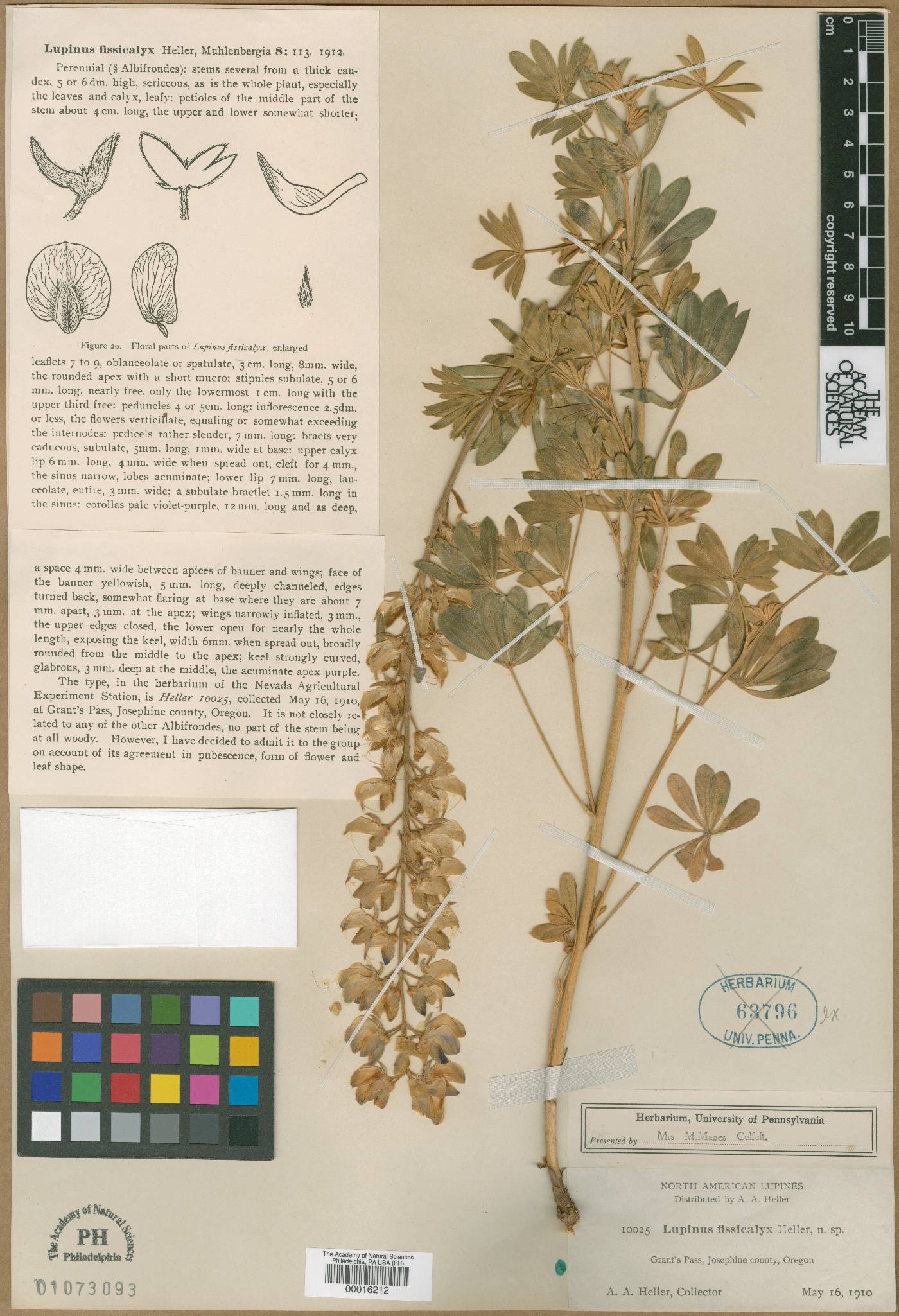 Lupinus fissicalyx image