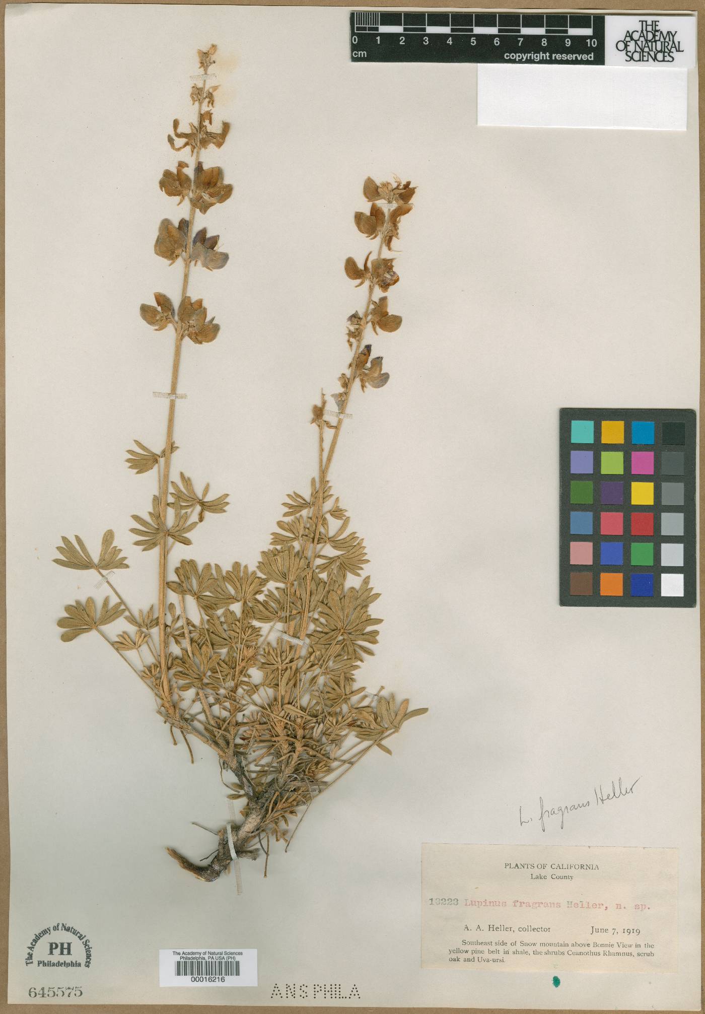 Lupinus fragrans image