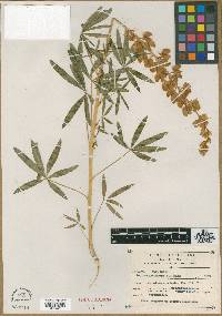 Lupinus gentryanus image