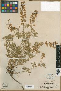 Lupinus lilacinus image