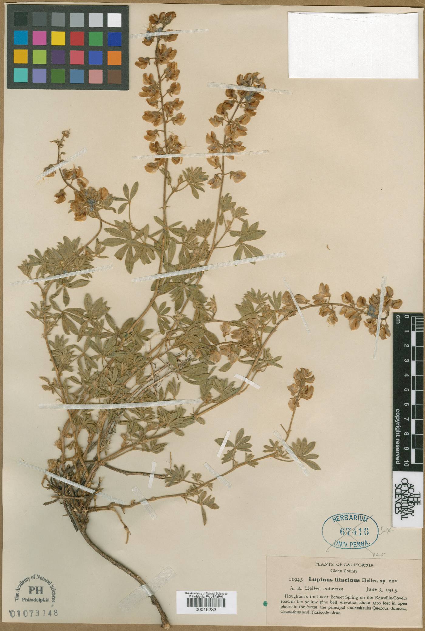 Lupinus lilacinus image