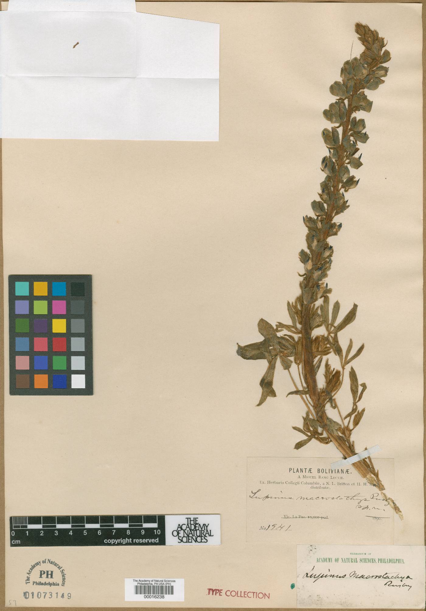 Lupinus macrostachys image