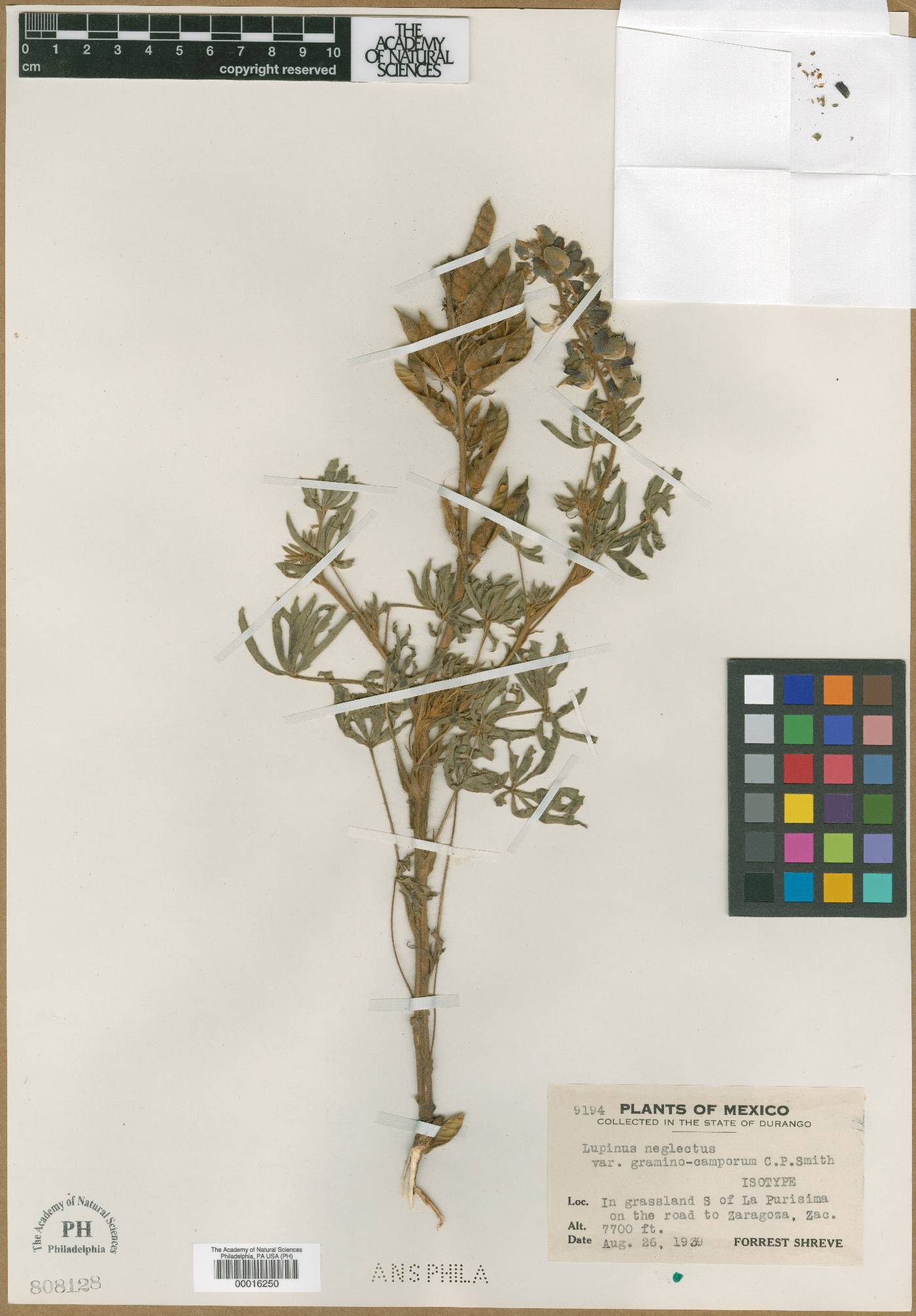 Lupinus neglectus var. gramino-camporum image