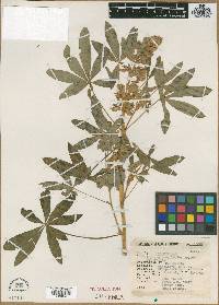 Lupinus exaltatus image