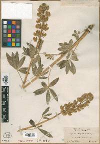 Lupinus procerus image