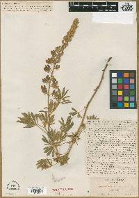 Lupinus proximus image