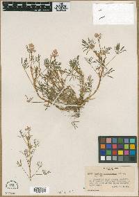 Lupinus quercetorum image