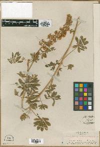 Lupinus quercetorum image