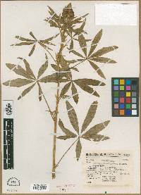 Lupinus exaltatus image