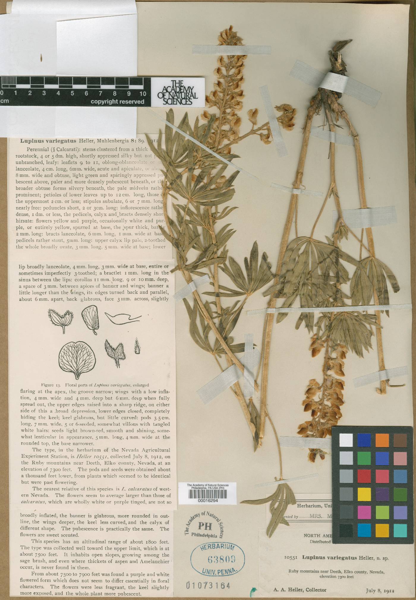 Lupinus variegatus image