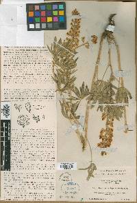 Lupinus variegatus image