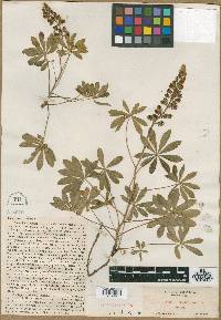Lupinus violaceus image