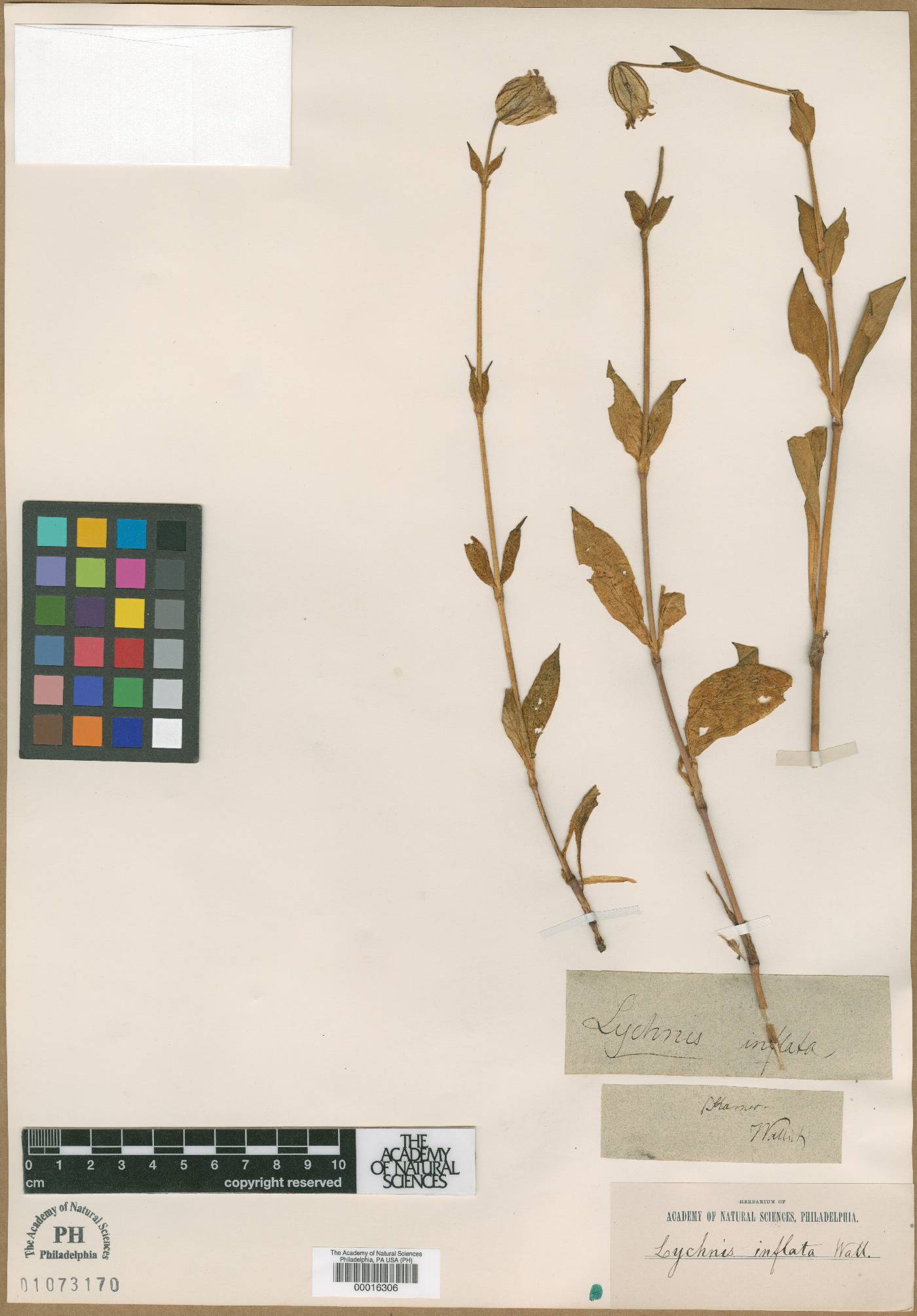 Silene setisperma image