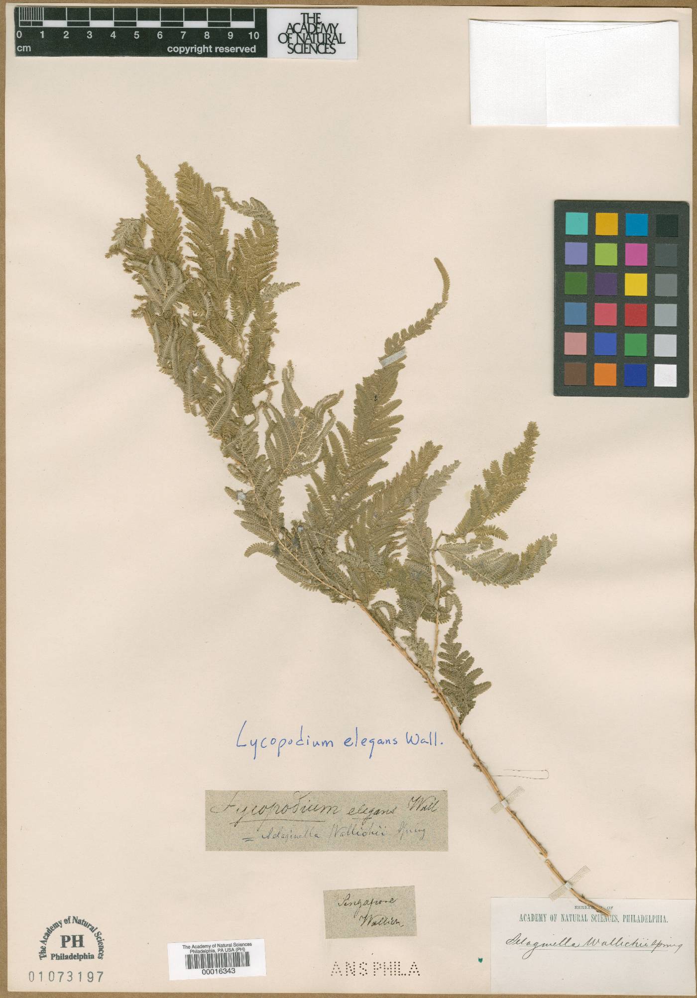 Lycopodium elegans image