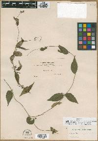 Manettia tenuis image