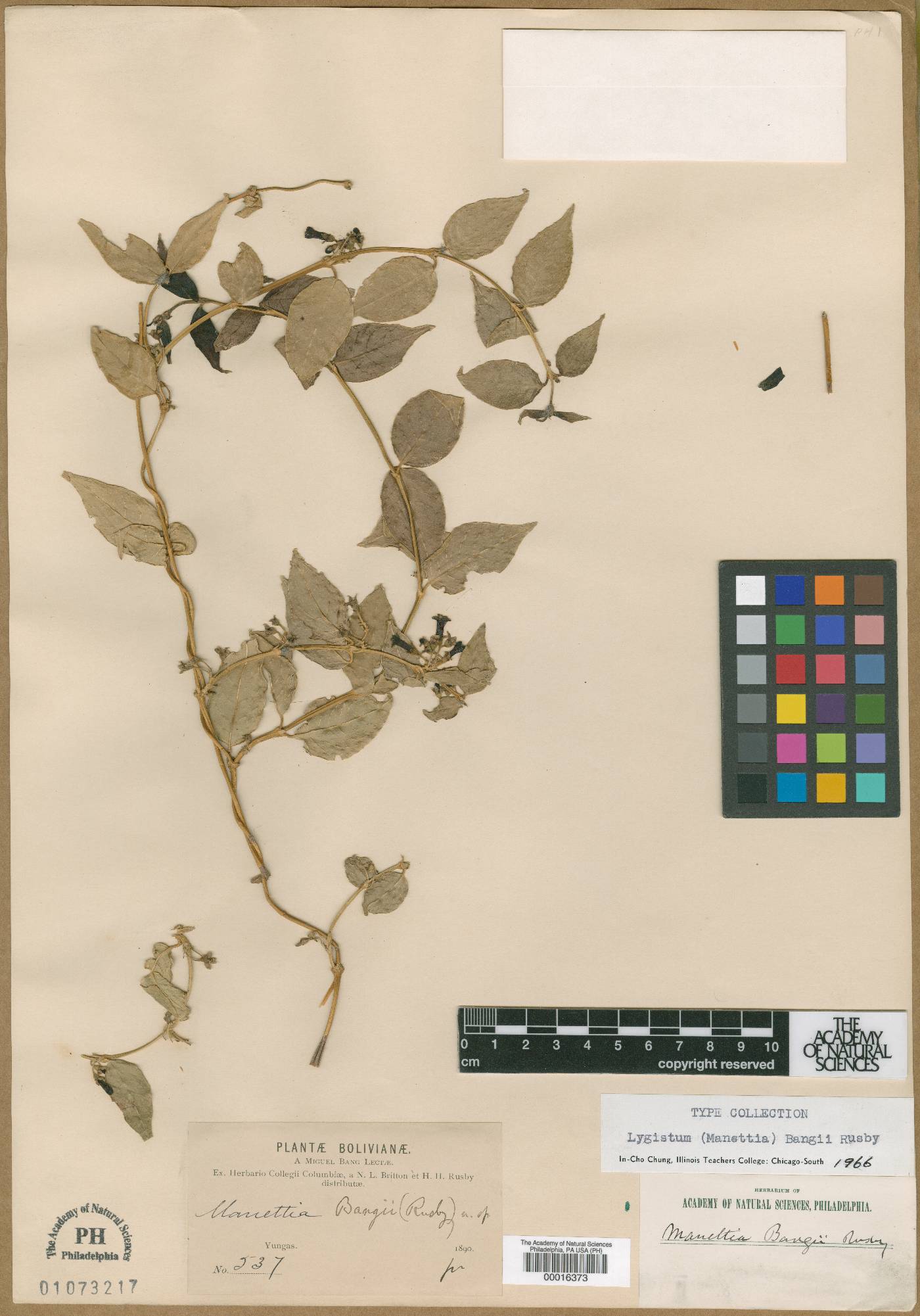 Manettia bangii image