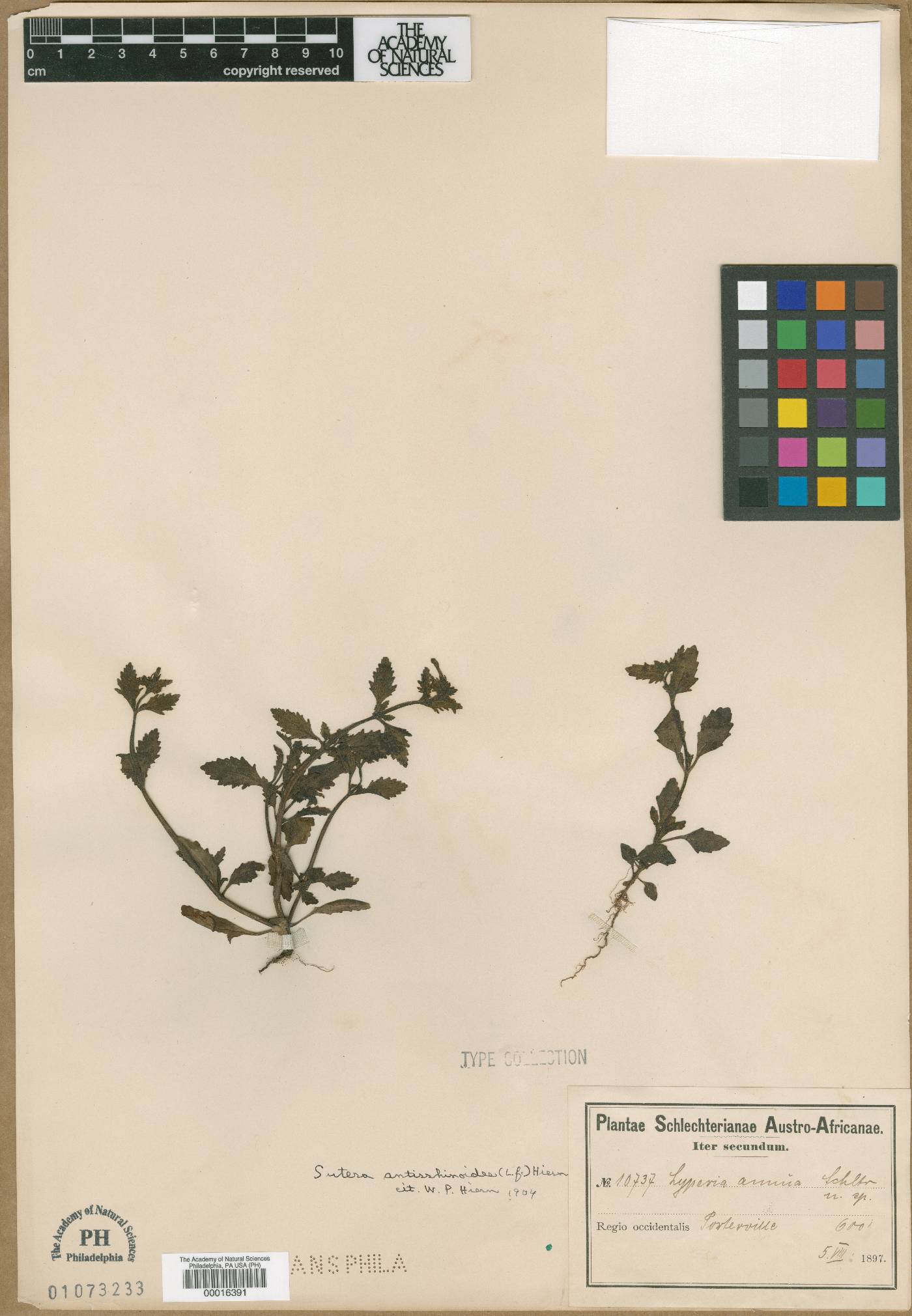 Lyperia antirrhinoides image