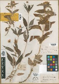 Lysimachia grandiflora image
