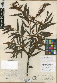 Mabea angustifolia image