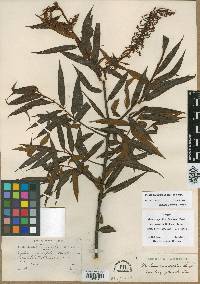 Mabea angustifolia image