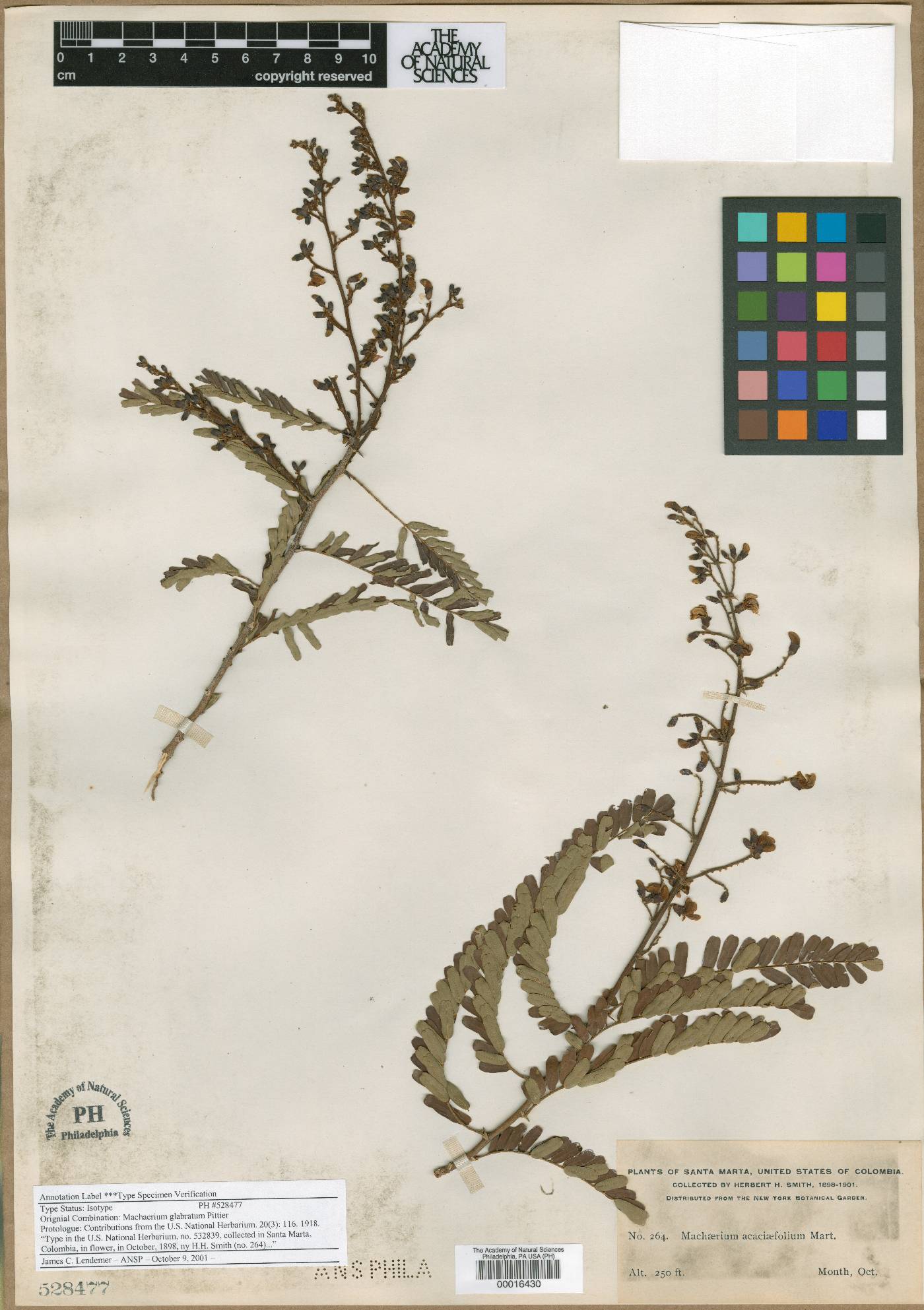 Machaerium glabratum image