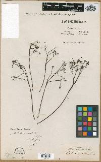 Media resource of Machilus parviflora