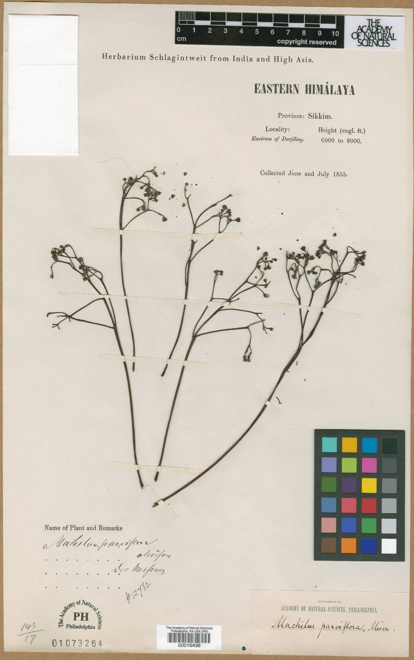 Machilus parviflora image
