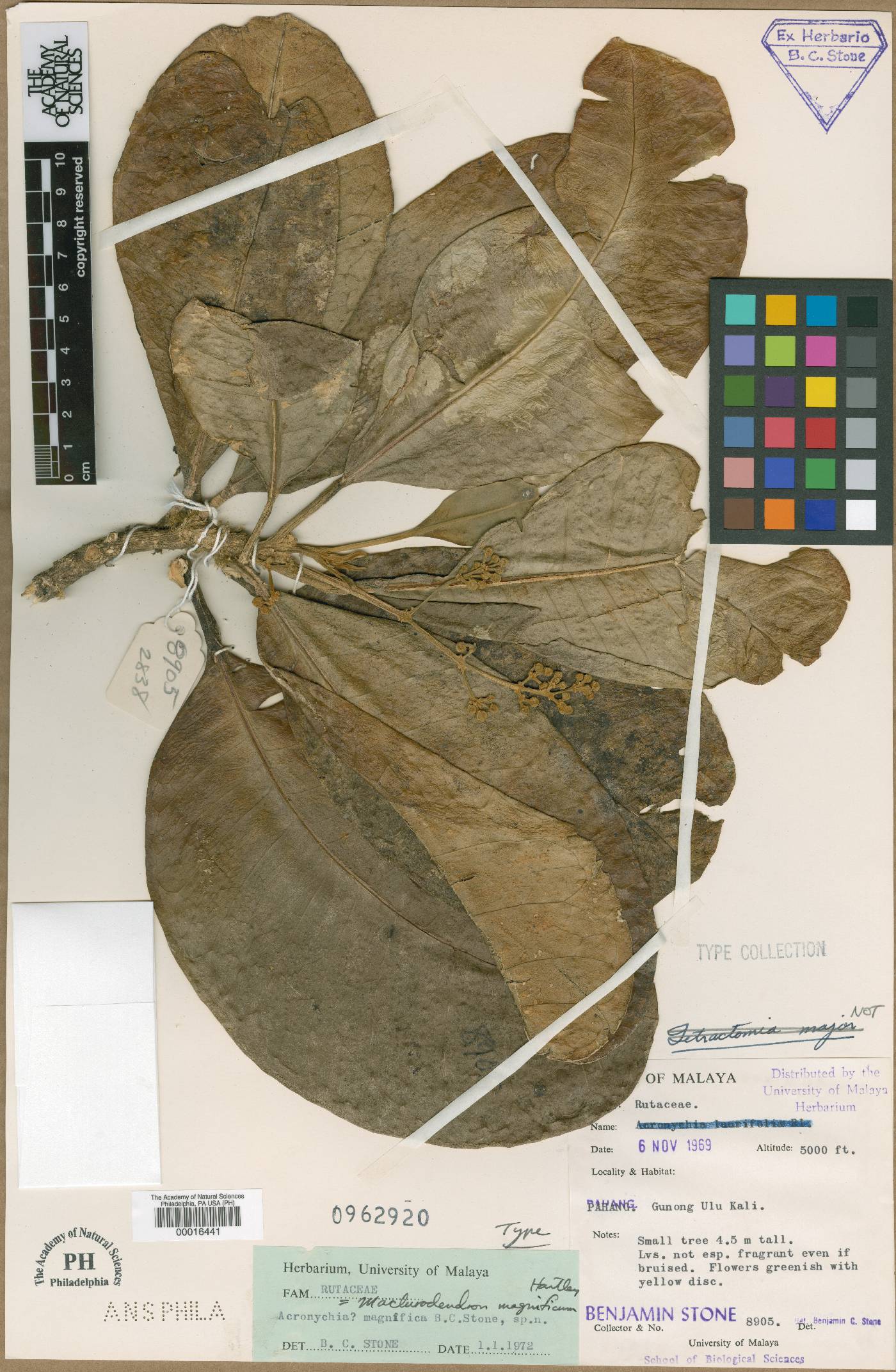 Maclurodendron magnificum image