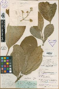 Maclurodendron magnificum image