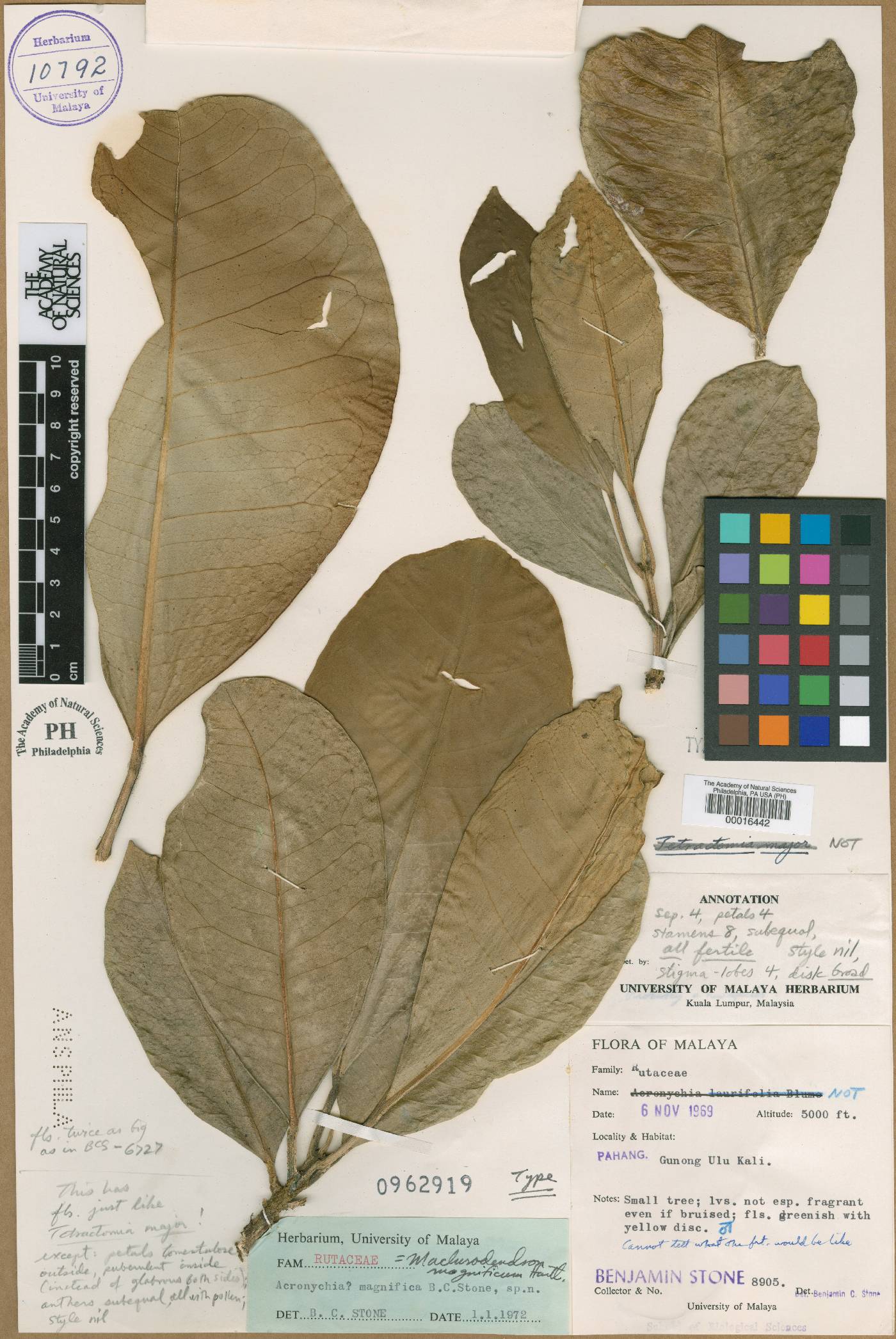 Maclurodendron image