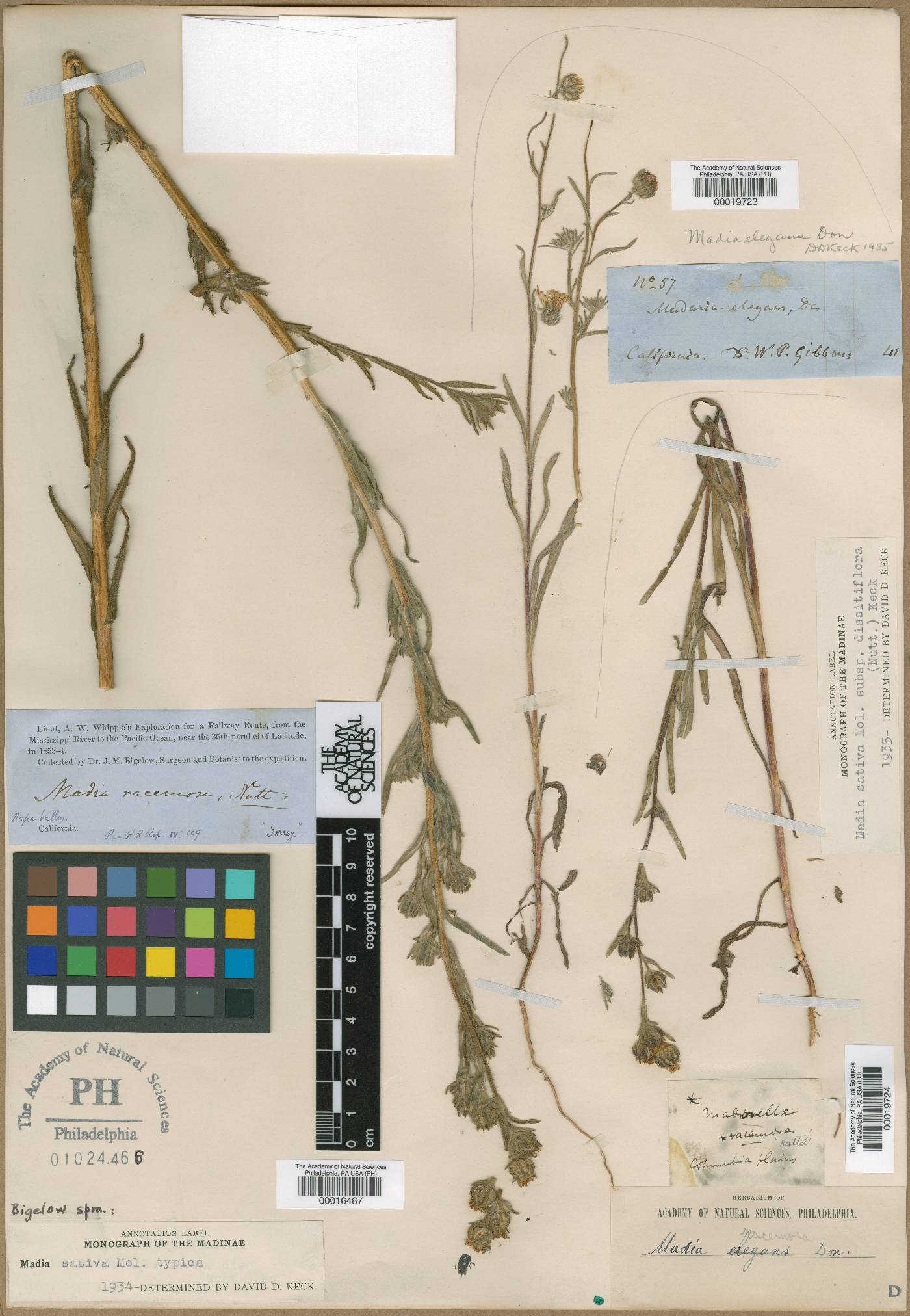 Madia sativa image