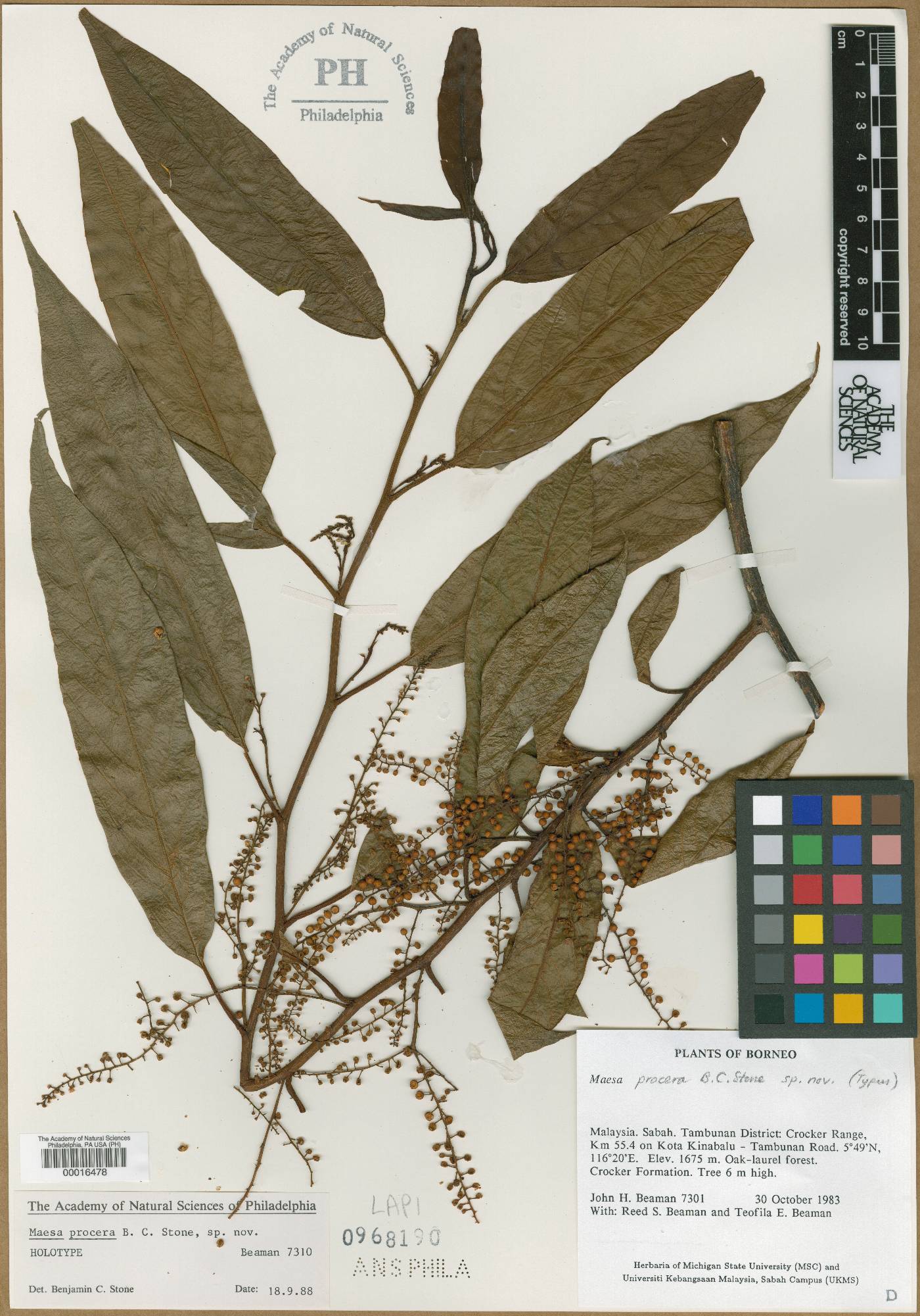 Maesa procera image