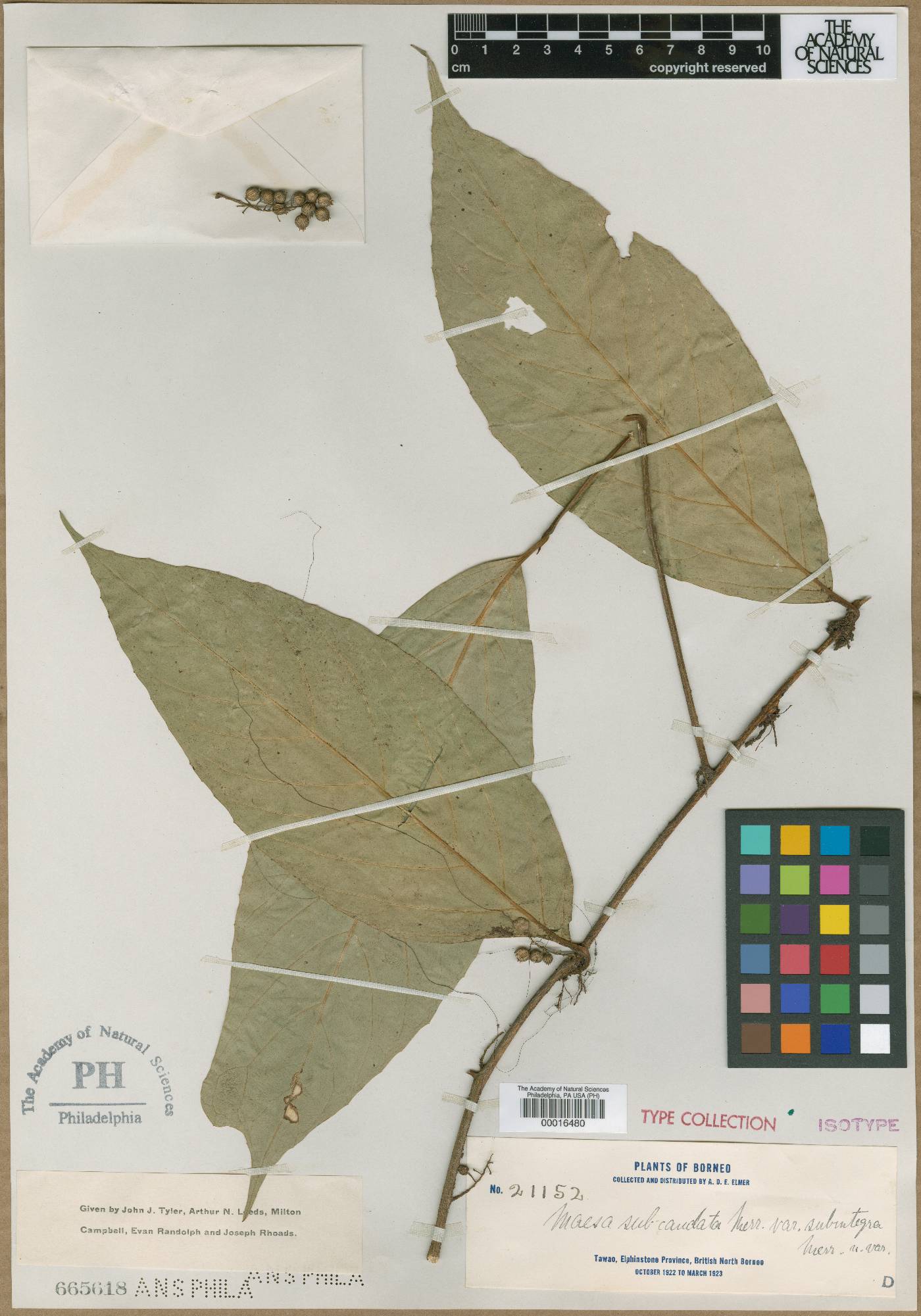 Maesa macrocarpa image