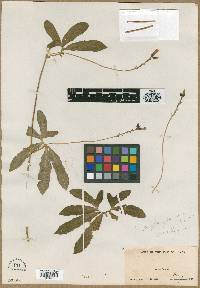 Jatropha glaucovirens image