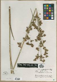 Juncus canadensis var. euroauster image