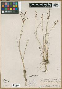 Juncus x alpiniformis image