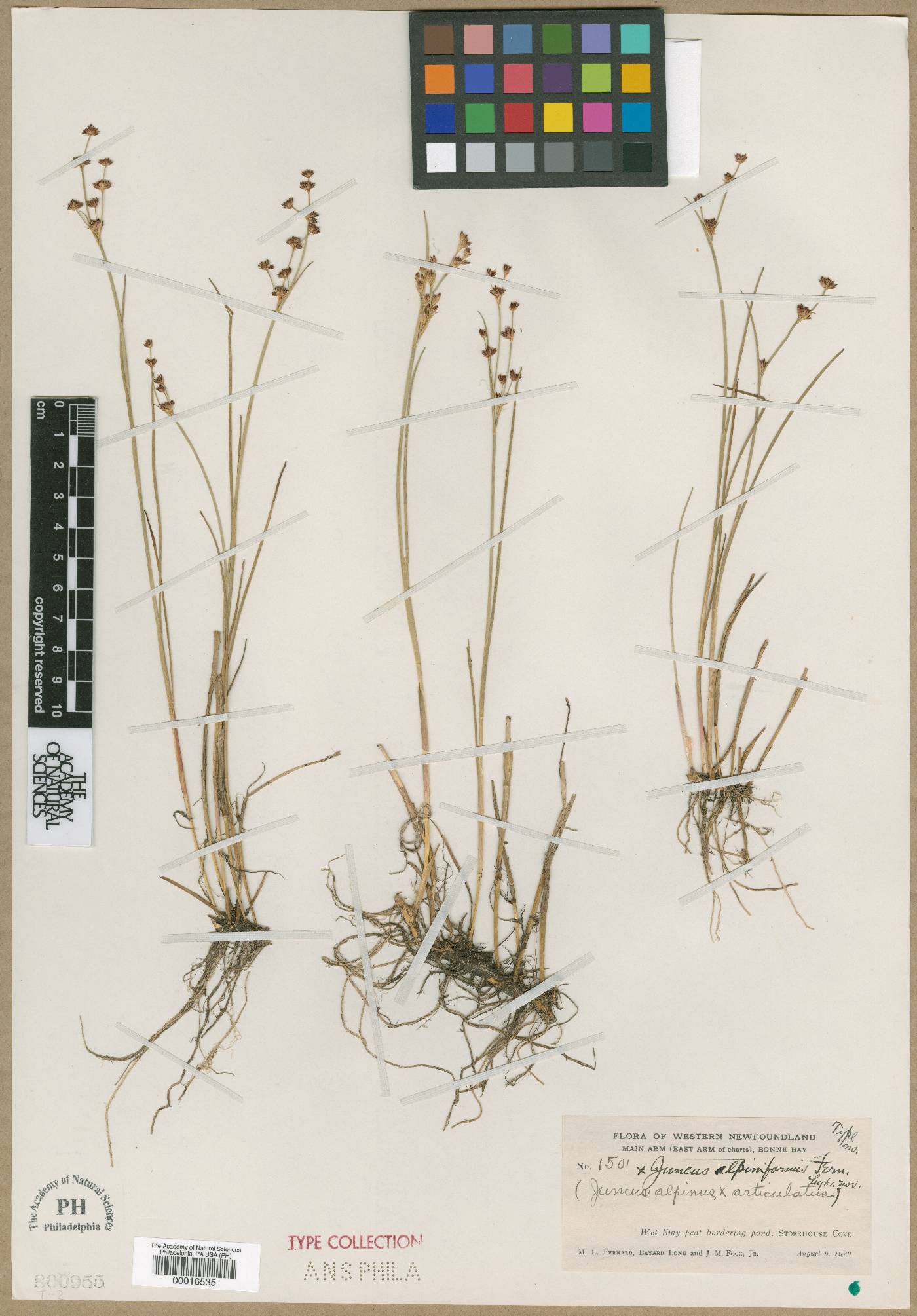 Juncus x alpiniformis image