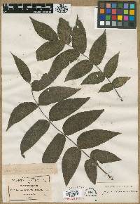 Juglans mexicana image