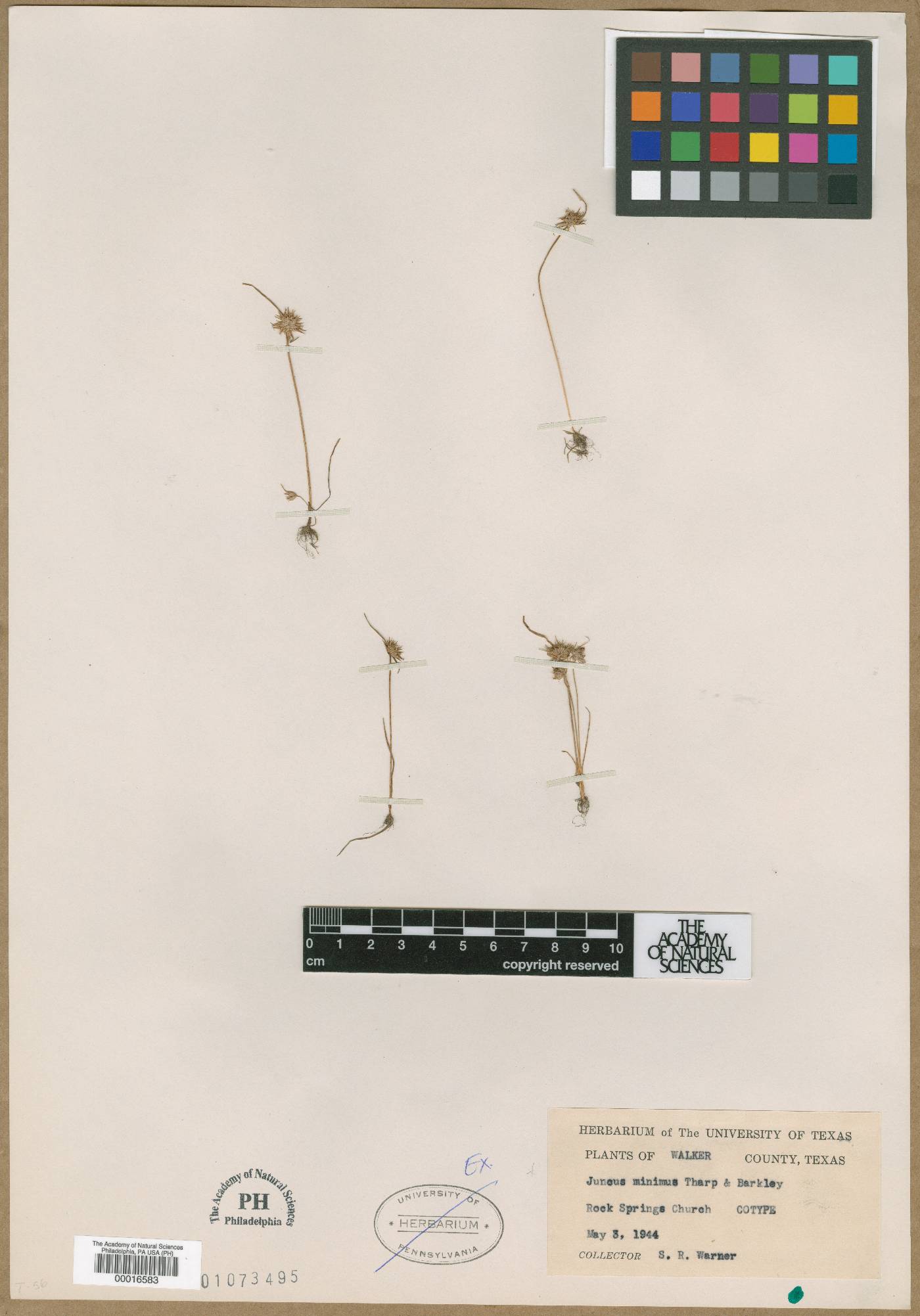 Juncus minimus image