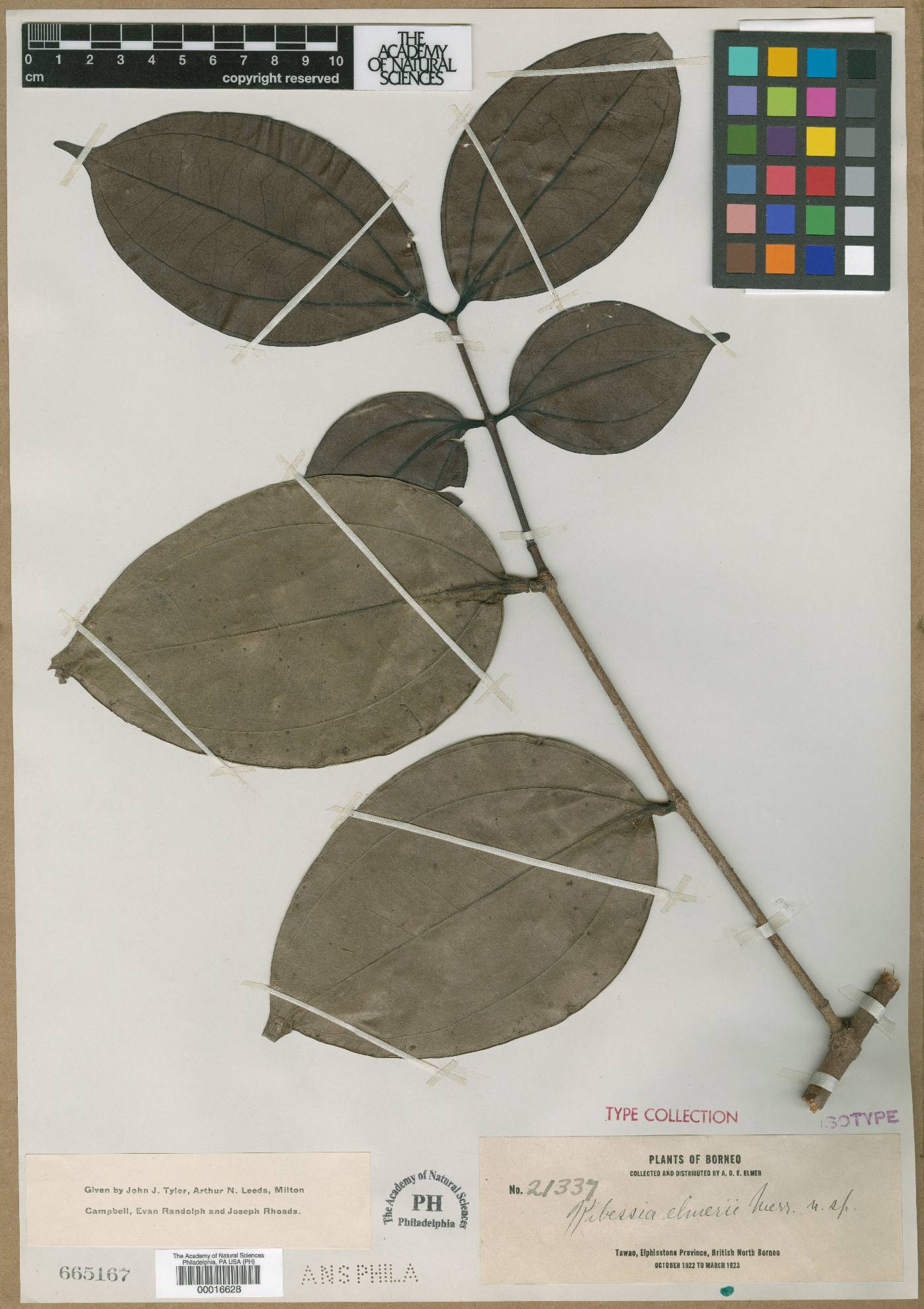 Pternandra galeata var. elmeri image