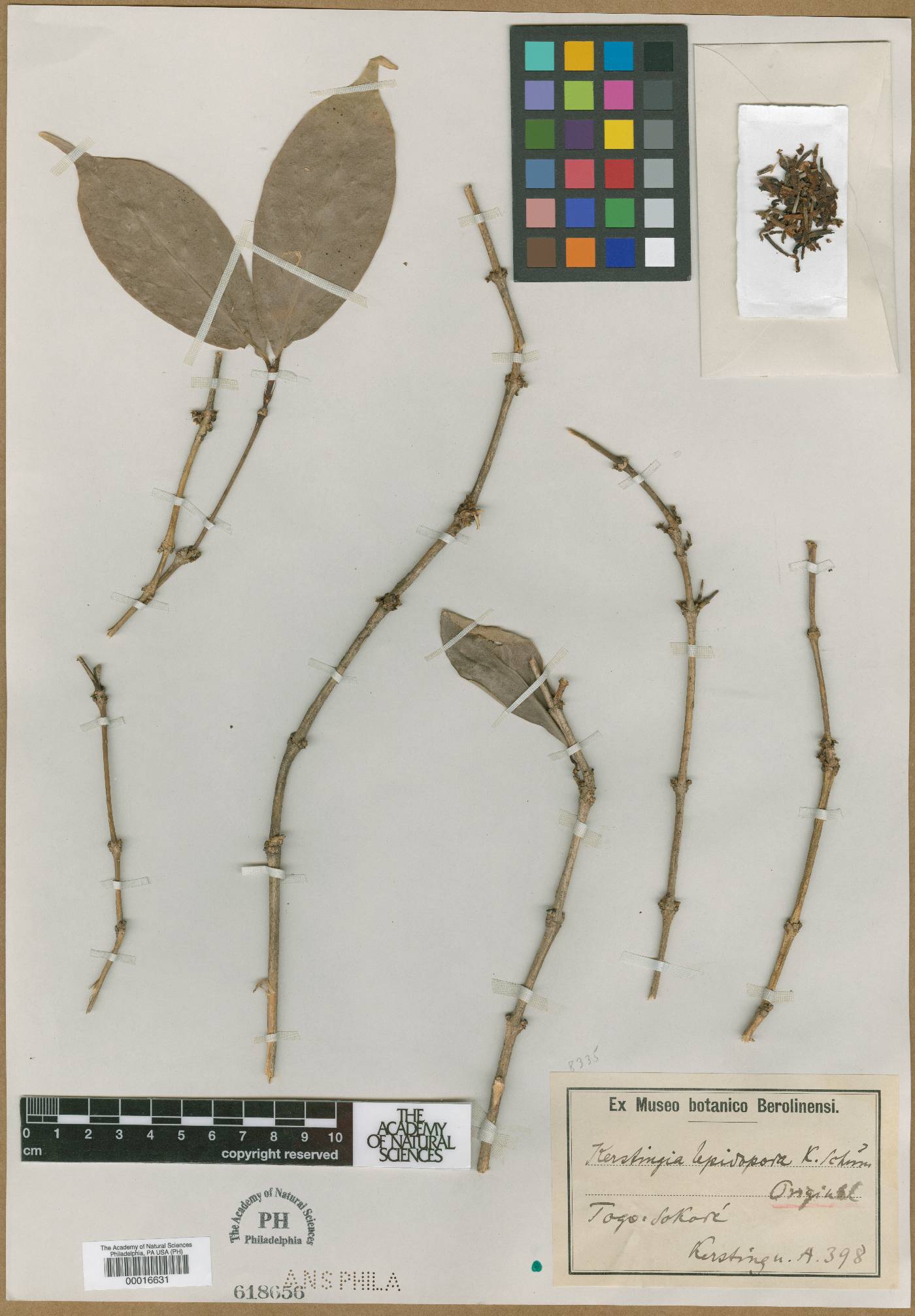 Belonophora coffeoides subsp. hypoglauca image