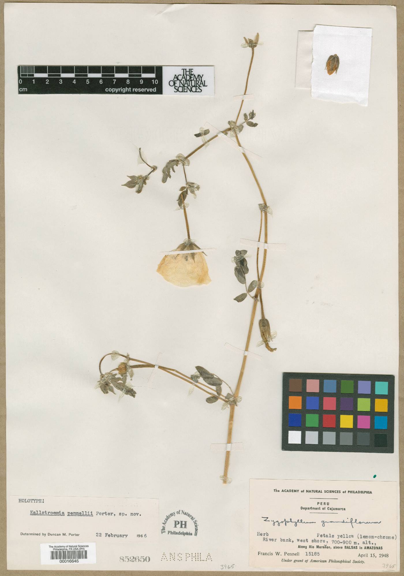 Kallstroemia pennellii image