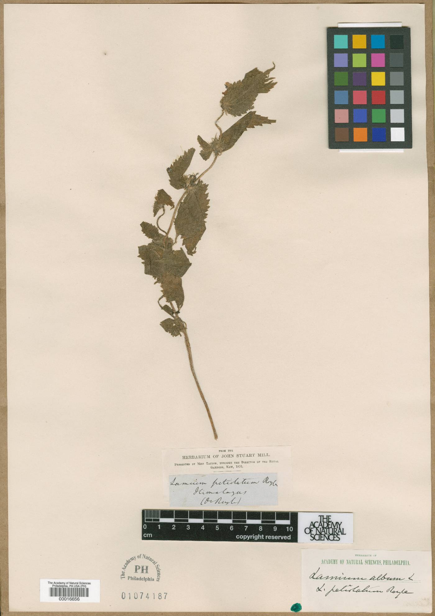 Lamium album subsp. crinitum image