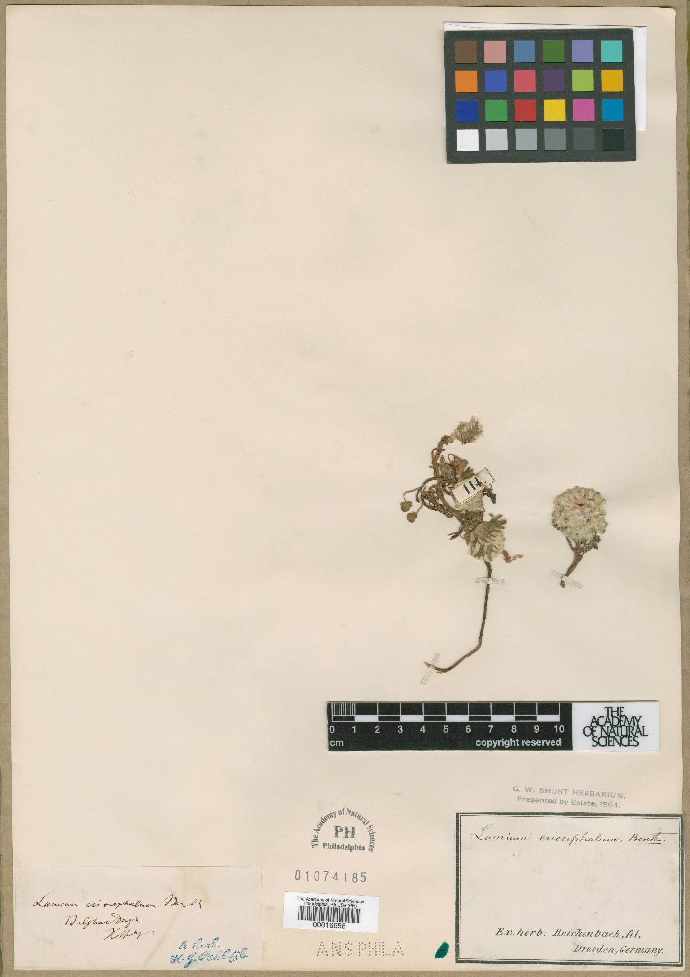 Lamium eriocephalum image
