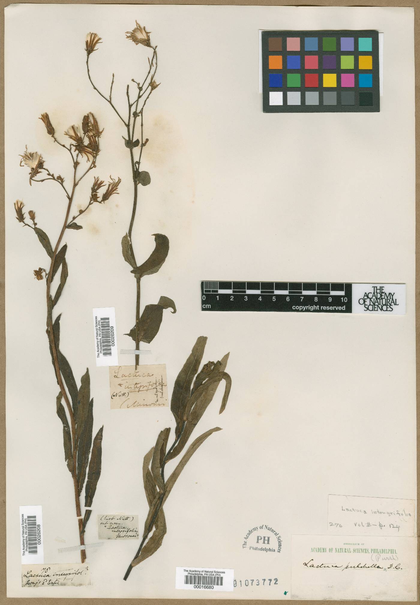 Lactuca integrifolia image