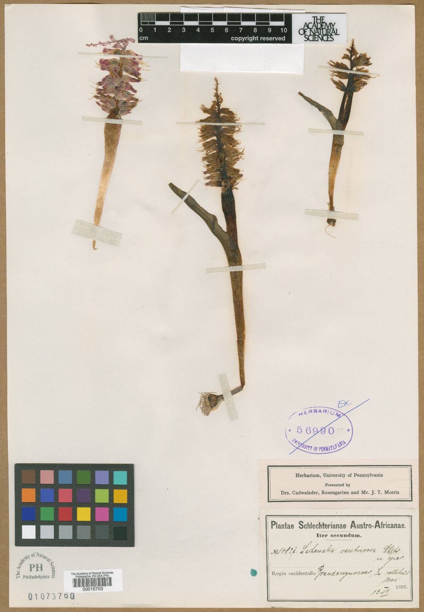 Lachenalia ventricosa image